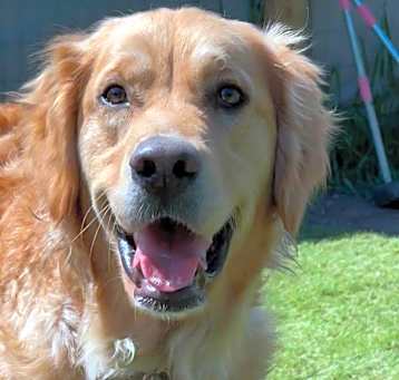 Photo of Sally-Not Yet Available