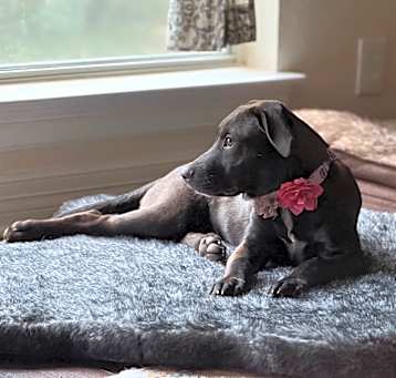 Photo of Brownie