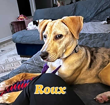 Photo of Roux #dappled-Cajun-miss
