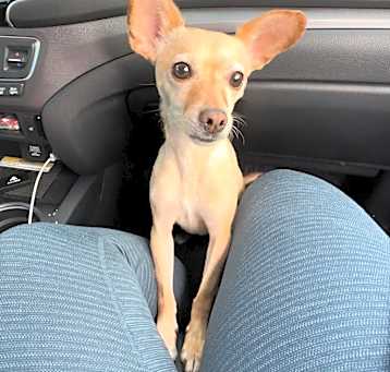 Photo of Honey