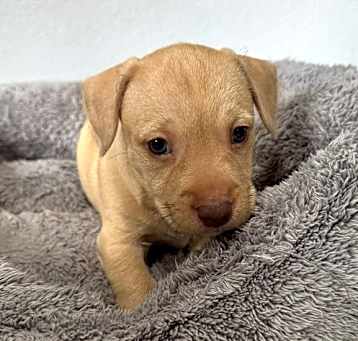 Photo of Ember