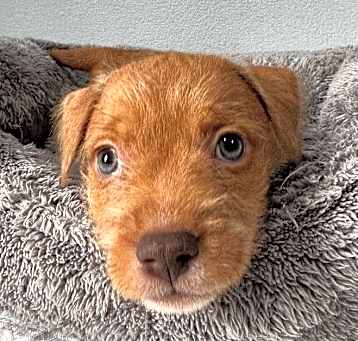 Photo of Hickory