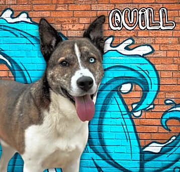 Photo of Quill(iam)