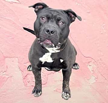 Photo of PERLA