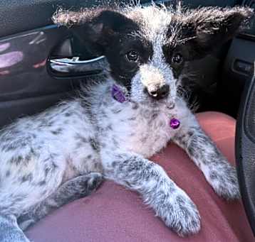 Photo of Xena