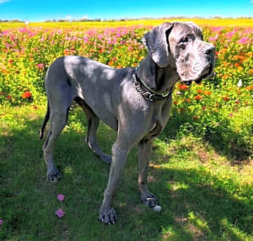 Photo of Hercules