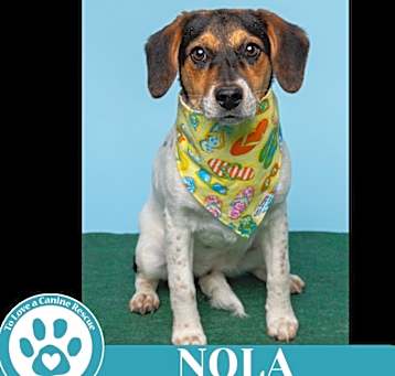 Photo of Nola (Philly Fanatics) 042625
