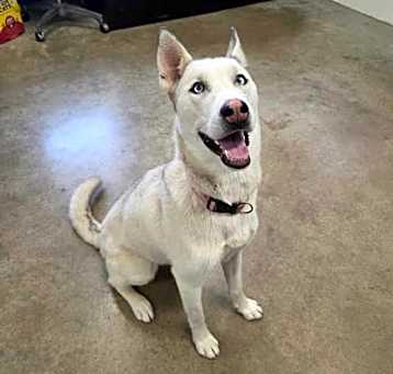 Photo of Koda