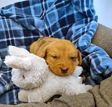 Photo of Opie