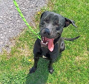 Photo of Brutus