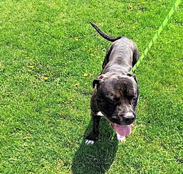 Photo of Bluto