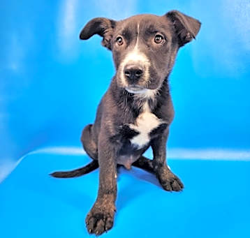 Photo of Maverick