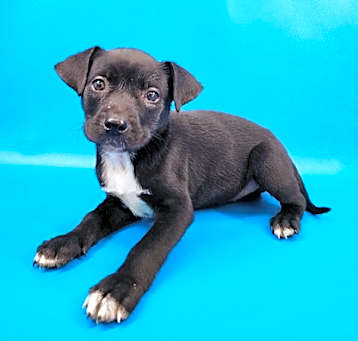 Photo of Gypsy