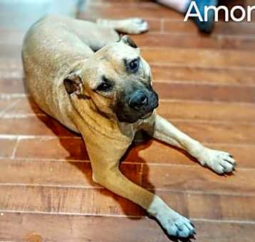 Photo of Amore