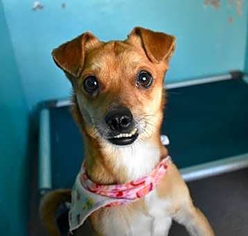 Photo of Romeo