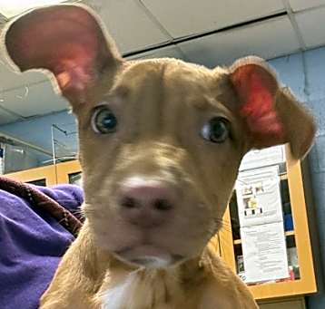 Photo of Pebbles- IN FOSTER