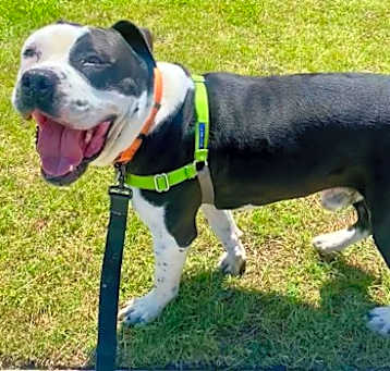 Photo of Buster