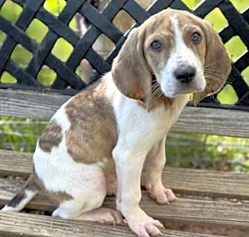 Photo of Copper