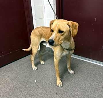 Photo of Buddy