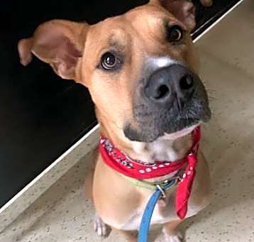 Photo of Scooby / Hercules