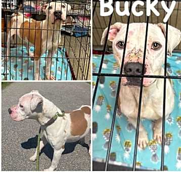 Photo of Bucky