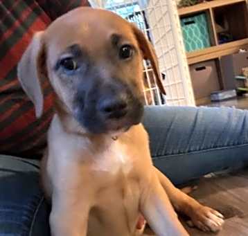 Photo of Willow