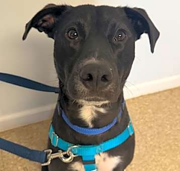 Photo of Cooper