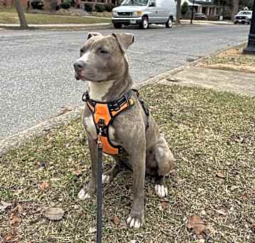 Photo of Nala
