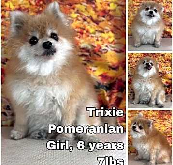 Photo of Trixie from Korea