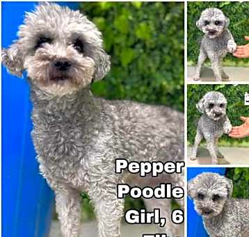 Photo of Pepper from Korea