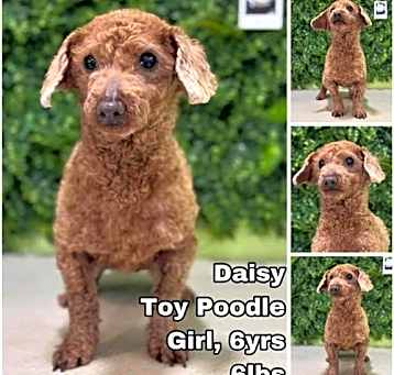 Photo of Daisy from Korea