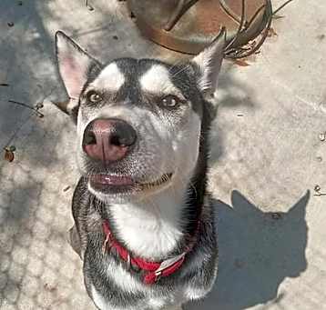 Photo of Chip