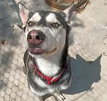 Photo of Chip