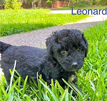 Photo of Leonard