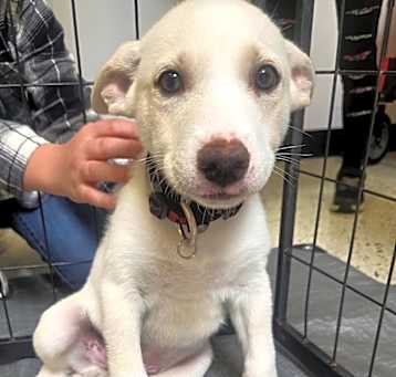 Photo of Scooter