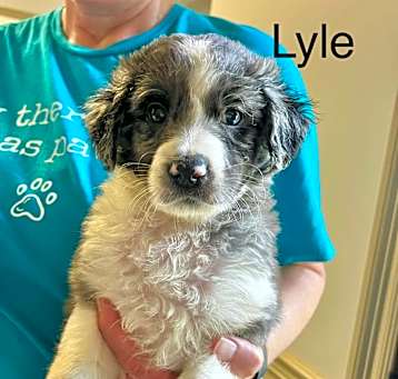 Photo of Lyle