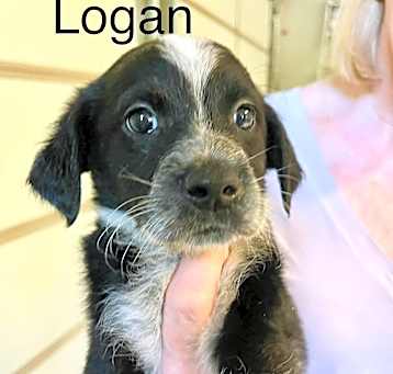 Photo of Logan