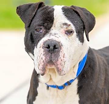 Photo of Dexter