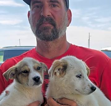 Photo of 2 pups