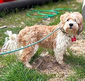 Photo of Smiley