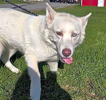 Photo of Khaleesi
