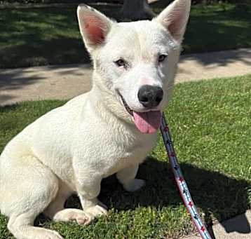 Photo of Dexter