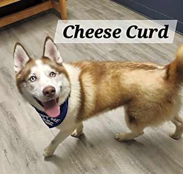 Photo of Cheese Curd