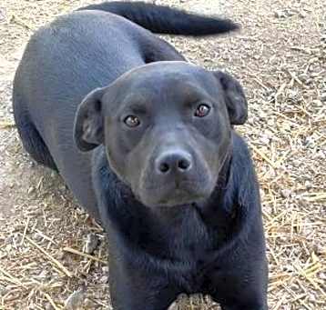Photo of Colt