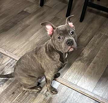 Photo of Blue