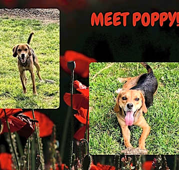 Photo of Poppy