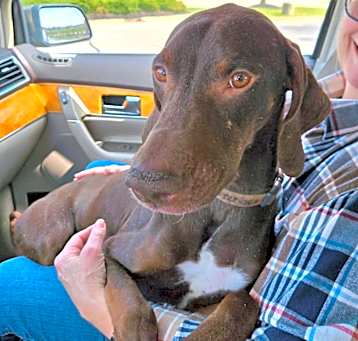 Photo of Everett- URGENT!!!