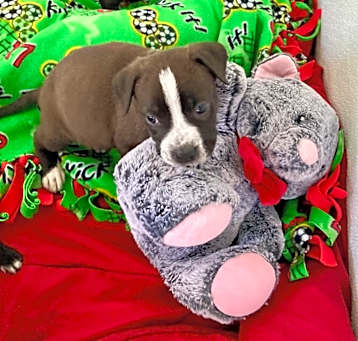 Photo of pup 1 5423 Miles