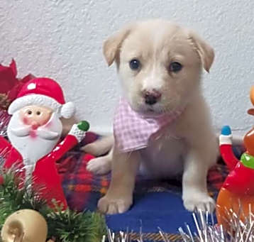 Photo of Xyla (Bella)