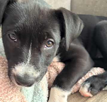 Photo of Sparky